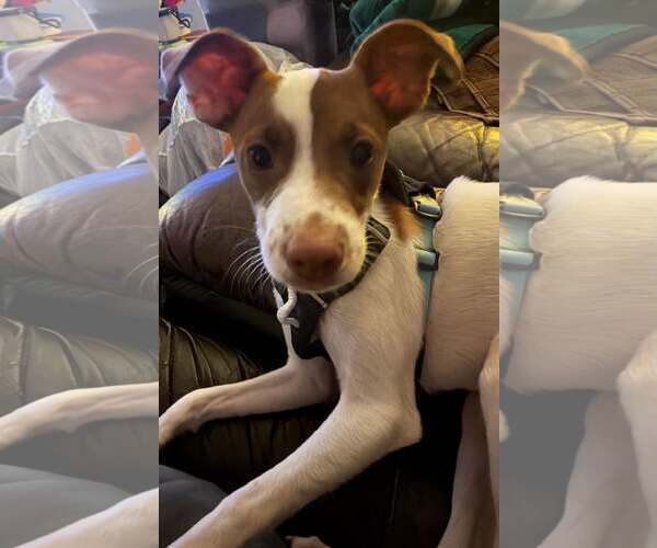 Medium Photo #3 Italian Greyhound-Jack Russell Terrier Mix Puppy For Sale in Arlington, WA, USA