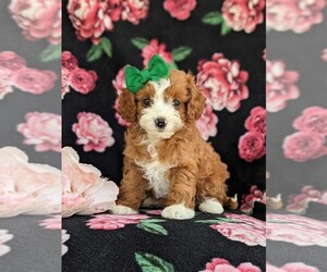 Cock-A-Poo-Poodle (Miniature) Mix Puppy for sale in OXFORD, PA, USA