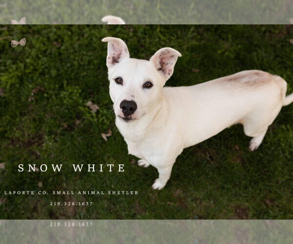 Medium Photo #4 Dalmatian-Unknown Mix Puppy For Sale in La Porte, IN, USA