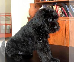 Schnauzer (Giant) Puppy for sale in LAS VEGAS, NV, USA