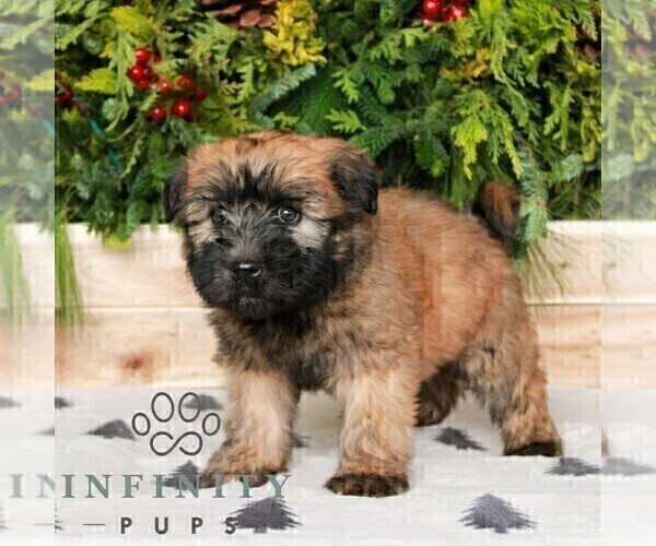 Medium Photo #3 Soft Coated Wheaten Terrier Puppy For Sale in LITITZ, PA, USA
