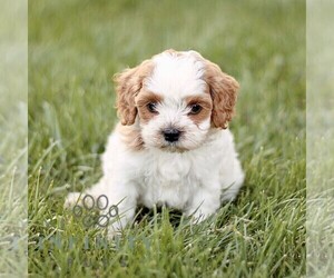 Golden Retriever-ShihPoo Mix Puppy for sale in STRASBURG, PA, USA