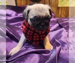 Small Photo #7 Pug Puppy For Sale in WHITTIER, NC, USA