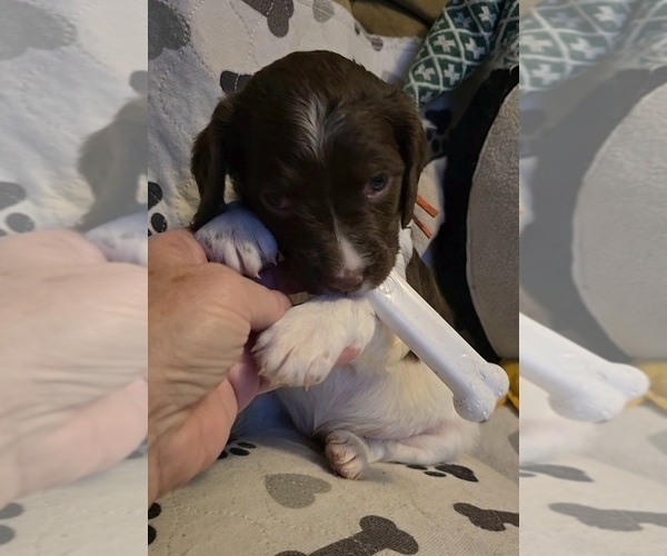 Medium Photo #6 Brittany Puppy For Sale in MOHAWK, NY, USA