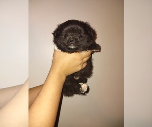 Pomeranian Puppy for sale in HOLLADAY, TN, USA