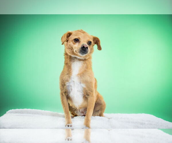 Medium Photo #4 Chiweenie Puppy For Sale in Queen Creek, AZ, USA