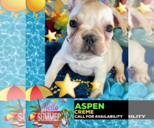 French Bulldog Puppy for sale in HEATHROW, FL, USA