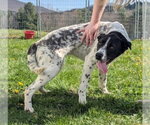Small #1 Boxer-Pointer Mix