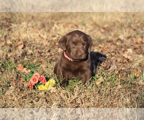 Medium Photo #5 Labrador Retriever Puppy For Sale in RUTHERFORDTON, NC, USA