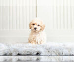 Small Photo #6 Bichpoo Puppy For Sale in WARSAW, IN, USA
