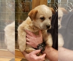 Small Photo #10 Australian Cattle Dog Puppy For Sale in MORGANTON, NC, USA