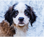 Small #1 Saint Bernard