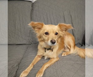 Chiweenie Dogs for adoption in Muskegon, MI, USA