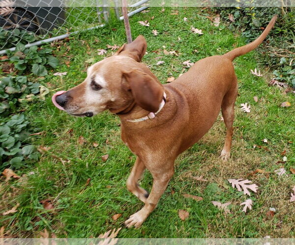 Medium Photo #7 Redbone Coonhound-Unknown Mix Puppy For Sale in Westminster, MD, USA