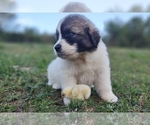 Small Photo #34 Great Pyrenees Puppy For Sale in HILLSVILLE, VA, USA