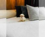 Small #4 Maltipoo