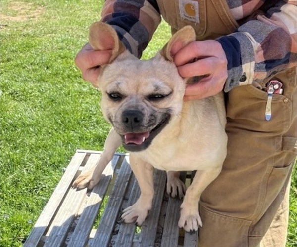 Medium Photo #58 French Bullhuahua Puppy For Sale in SPRAGGS, PA, USA
