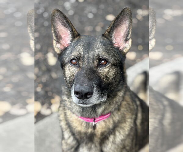 Medium Photo #1 German Shepherd Dog-Unknown Mix Puppy For Sale in Plainfield, IL, USA