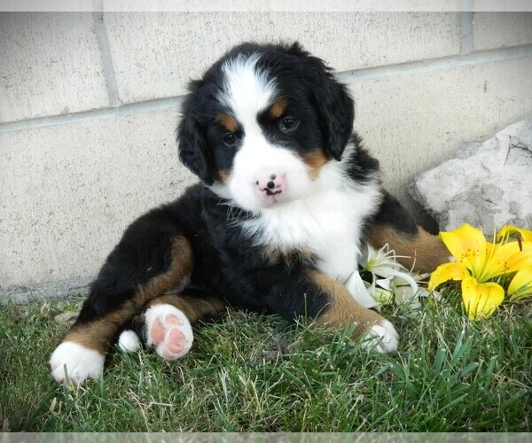 Medium Photo #7 Bernese Mountain Dog Puppy For Sale in CLARE, MI, USA
