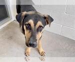 Small #1 German Shepherd Dog Mix