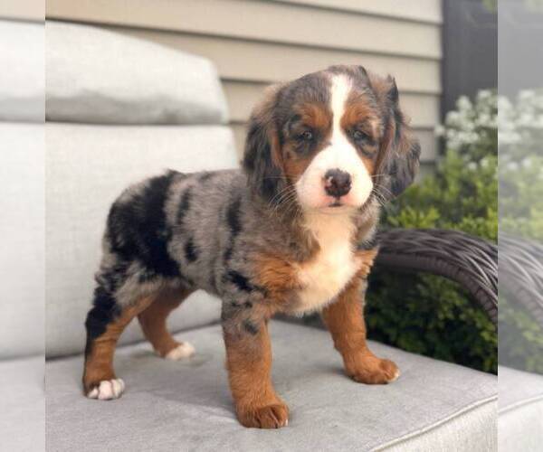 Medium Photo #3 Bernedoodle (Miniature) Puppy For Sale in GAP, PA, USA