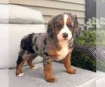 Small #2 Bernedoodle (Miniature)