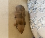 Small Photo #6 Dachshund Puppy For Sale in NEW PORT RICHEY, FL, USA