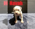 Small Photo #2 American Bulldog Puppy For Sale in HOUSTON, TX, USA