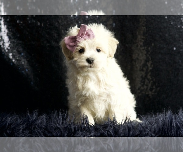 Medium Photo #92 Maltipoo Puppy For Sale in WARSAW, IN, USA