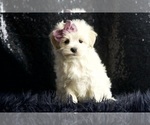 Small Photo #92 Maltipoo Puppy For Sale in WARSAW, IN, USA