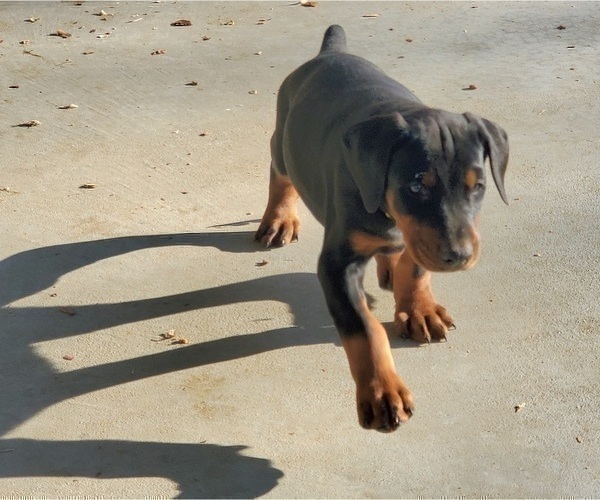 Medium Photo #4 Doberman Pinscher Puppy For Sale in BEGGS, OK, USA