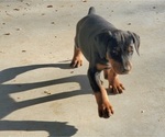 Small Photo #4 Doberman Pinscher Puppy For Sale in BEGGS, OK, USA