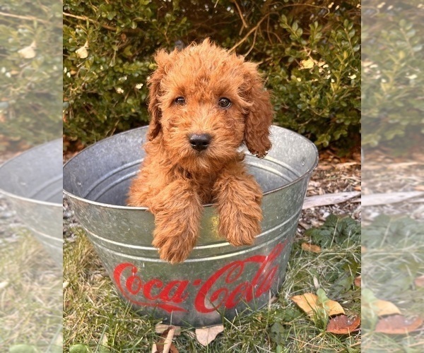 Medium Photo #2 Cockapoo (Toy) Puppy For Sale in MIDDLEBURY, IN, USA