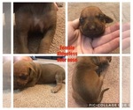 Small Photo #3 Rhodesian Ridgeback Puppy For Sale in LEFORS, TX, USA