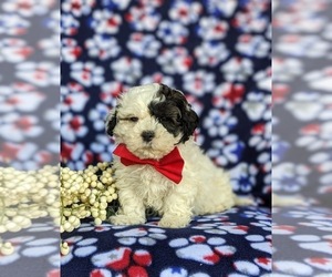 Shih-Poo Puppy for sale in GORDONVILLE, PA, USA