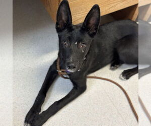 Border Collie-Unknown Mix Dogs for adoption in Rohnert Park, CA, USA