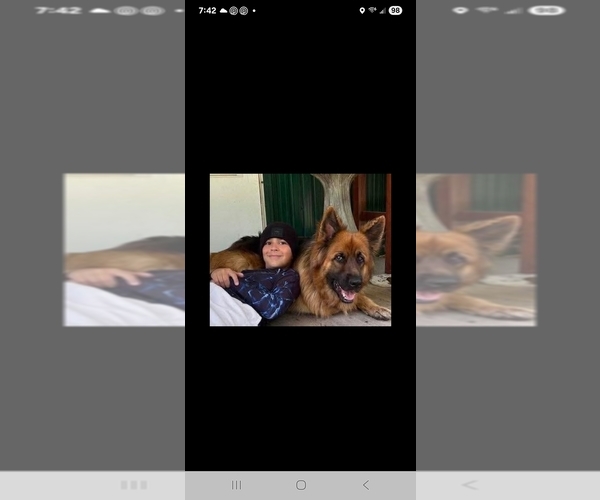 Medium Photo #53 German Shepherd Dog Puppy For Sale in LA FAYETTE, NY, USA