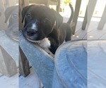 Small #1 American Pit Bull Terrier Mix