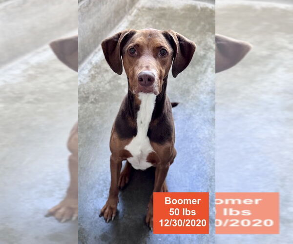 Medium Photo #1 Doberman Pinscher-Rhodesian Ridgeback Mix Puppy For Sale in West Hollywood, CA, USA