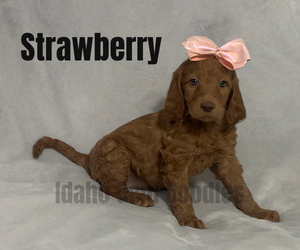 Goldendoodle Puppy for sale in HOMEDALE, ID, USA