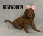 Small Photo #1 Goldendoodle Puppy For Sale in HOMEDALE, ID, USA