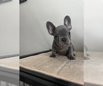 Puppy 5 French Bulldog