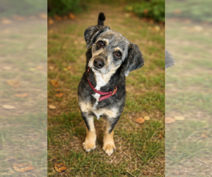 Cock-A-Poo-Poodle (Miniature) Mix Dogs for adoption in Phoenix, AZ, USA