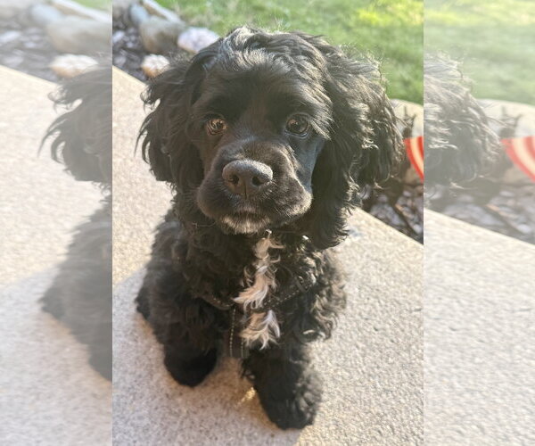 Medium Photo #2 Cocker Spaniel Puppy For Sale in Livonia, MI, USA