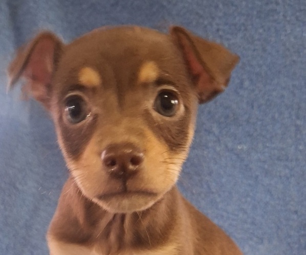 Medium Photo #1 Rat-Cha Puppy For Sale in LOST SPRINGS, KS, USA