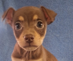 Rat-Cha Puppy for sale in LOST SPRINGS, KS, USA