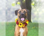 Small Boxer Mix