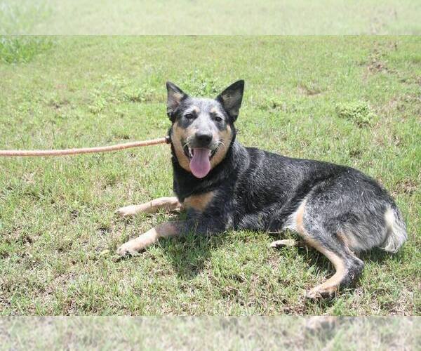 Medium Photo #4 Mutt Puppy For Sale in Abbeville, LA, USA