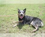 Small #3 Mutt