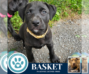 American Pit Bull Terrier-Labrador Retriever Mix Dogs for adoption in Kimberton, PA, USA